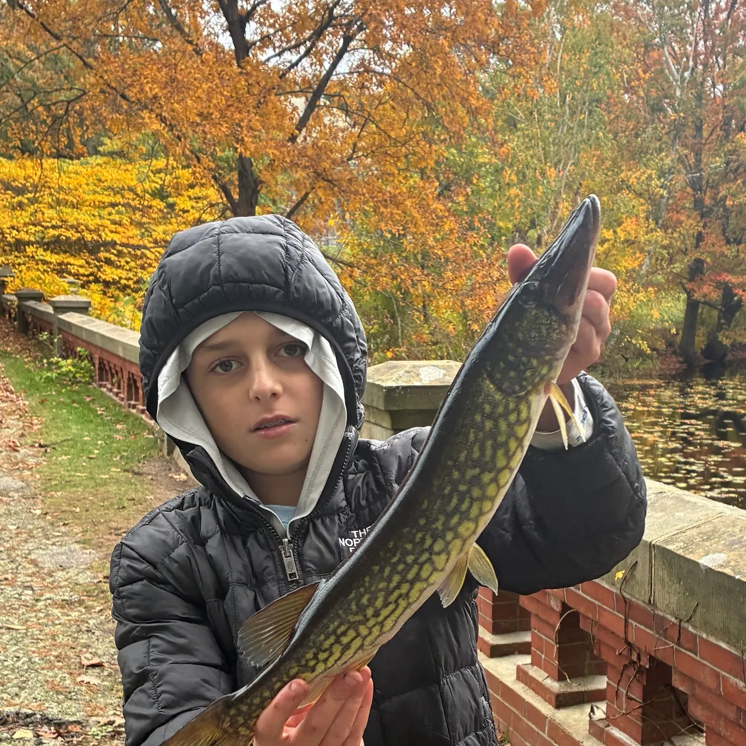 Chain pickerel caught on Fishbrain