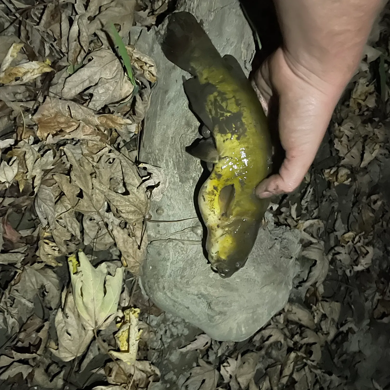 Yellow bullhead caught on Fishbrain