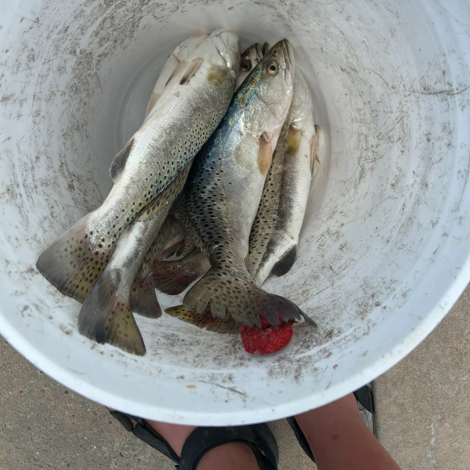 The most recent Silver seatrout catches on Fishbrain