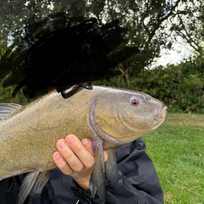 Tench caught on Fishbrain