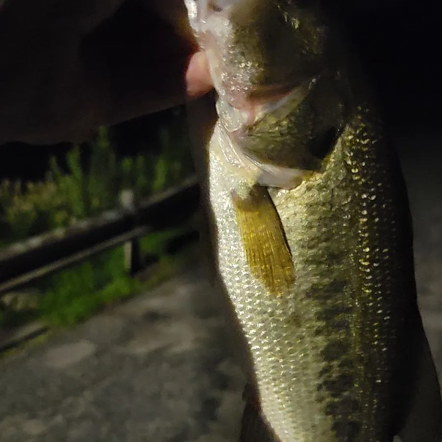 The most recent Largemouth bass catches on Fishbrain