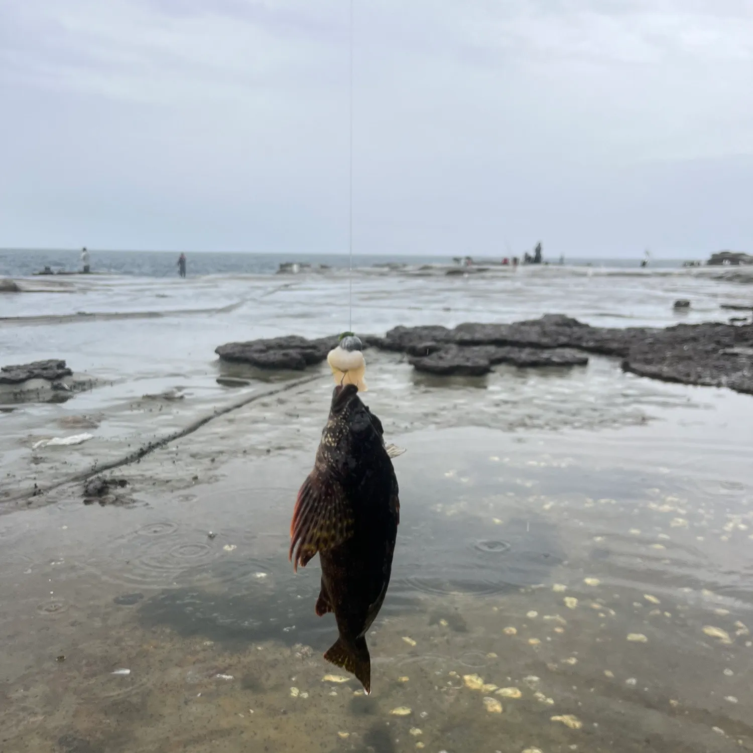 The most recent Red rock cod catches on Fishbrain