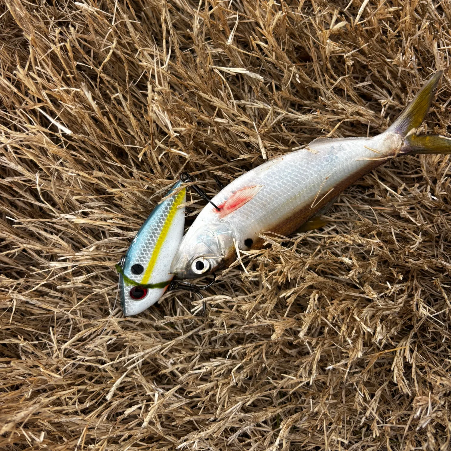 The most recent Threadfin shad catches on Fishbrain