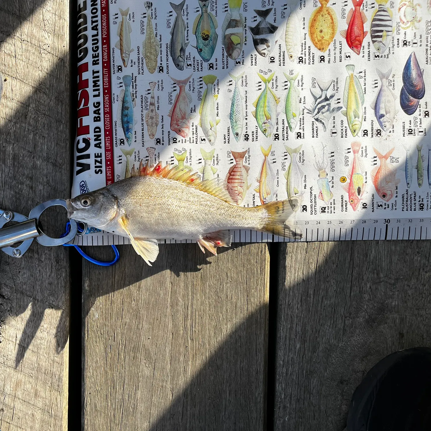 The most recent Bidyan perch catches on Fishbrain