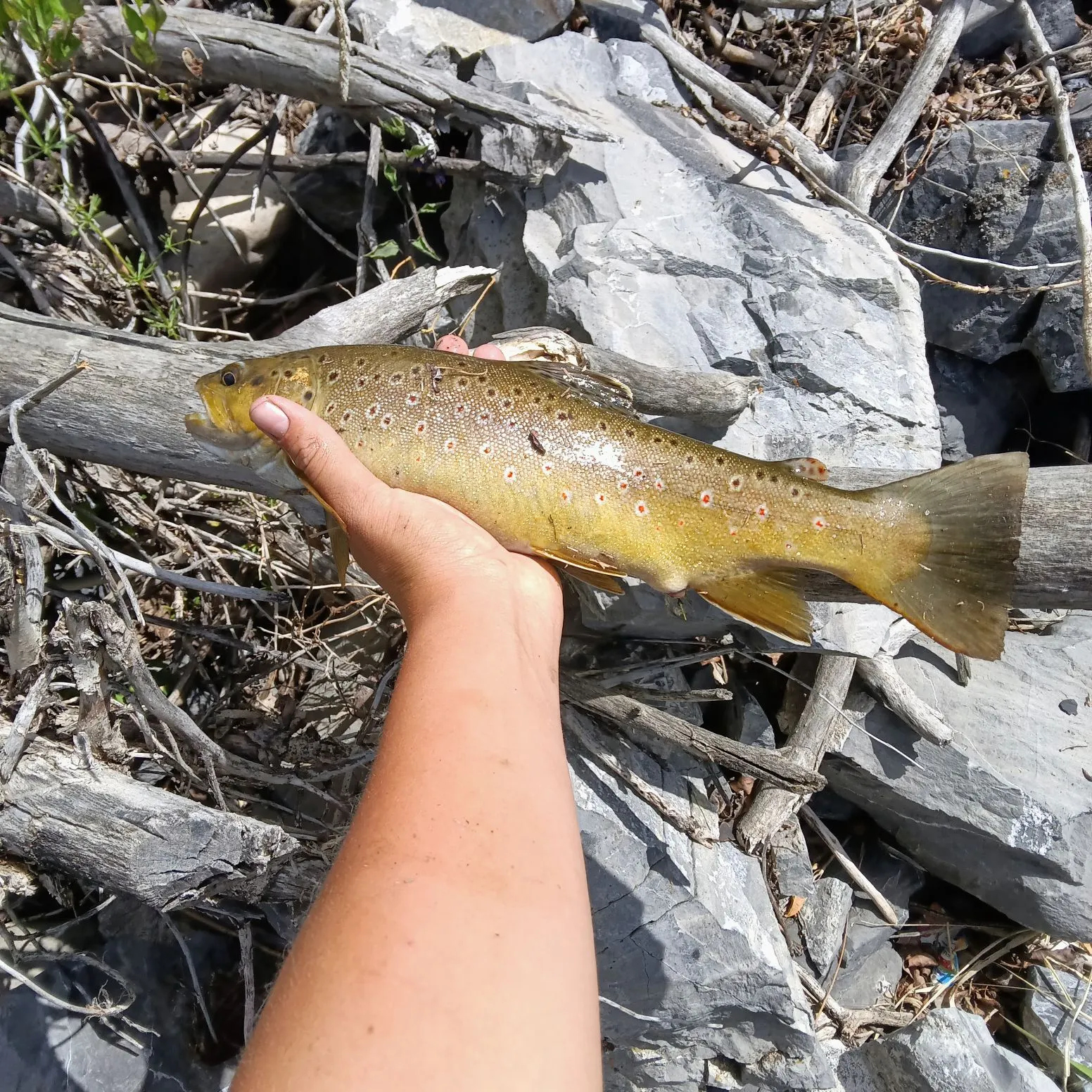 recently logged catches