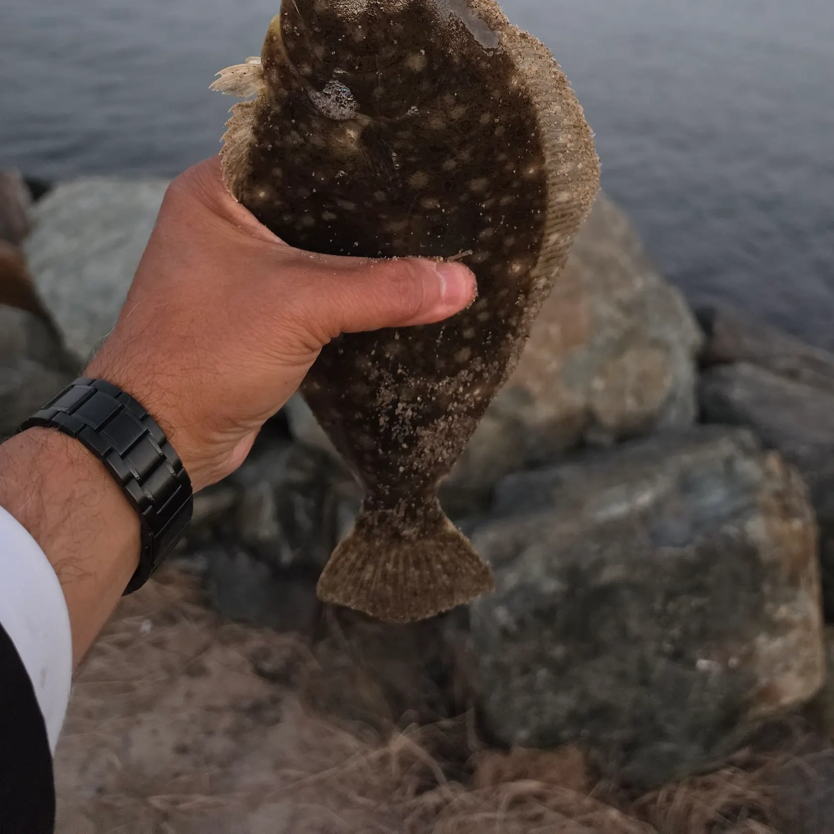 Summer flounder caught on Fishbrain