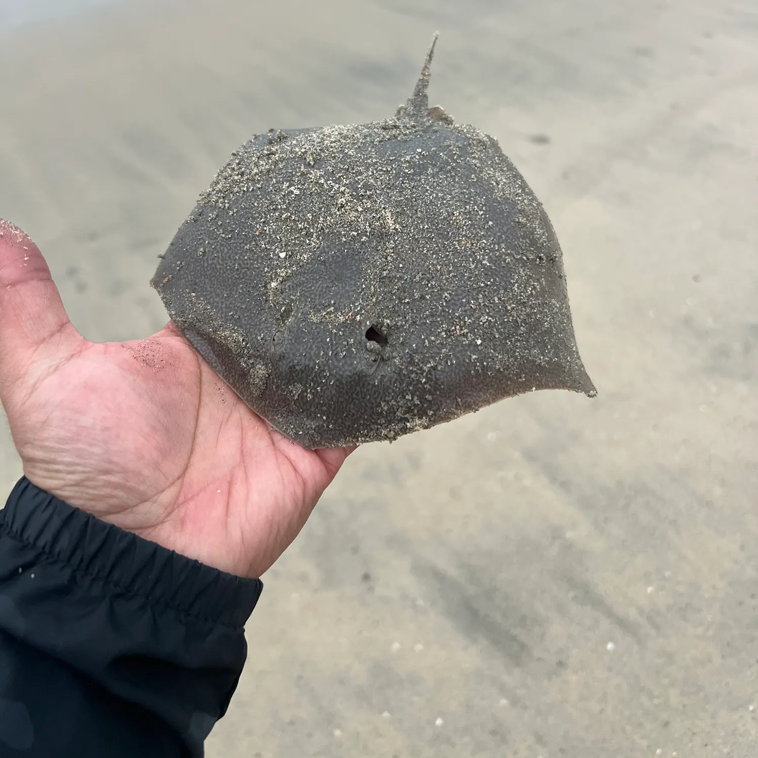 The most recent California butterfly ray catches on Fishbrain