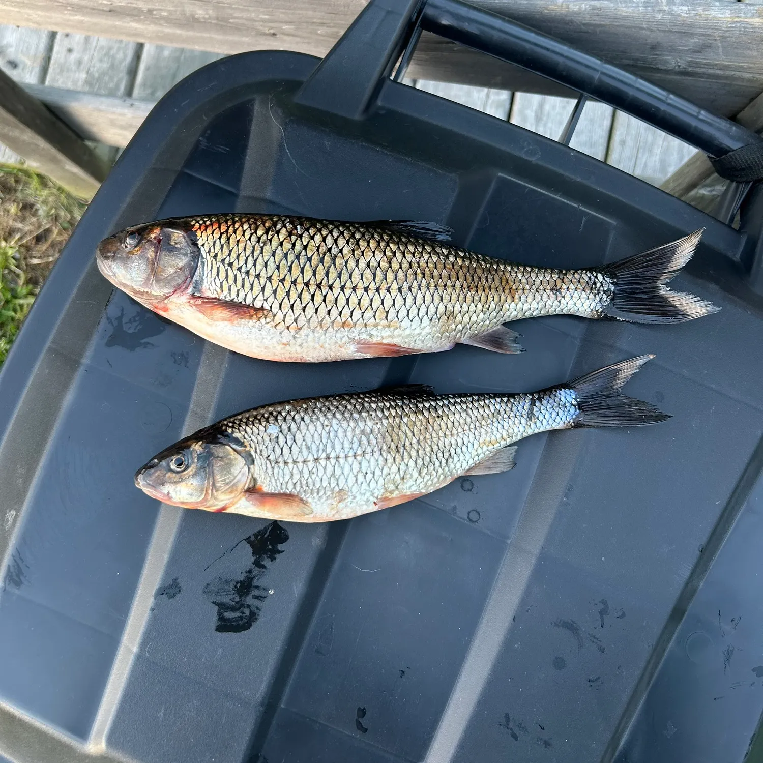 Fallfish caught on Fishbrain