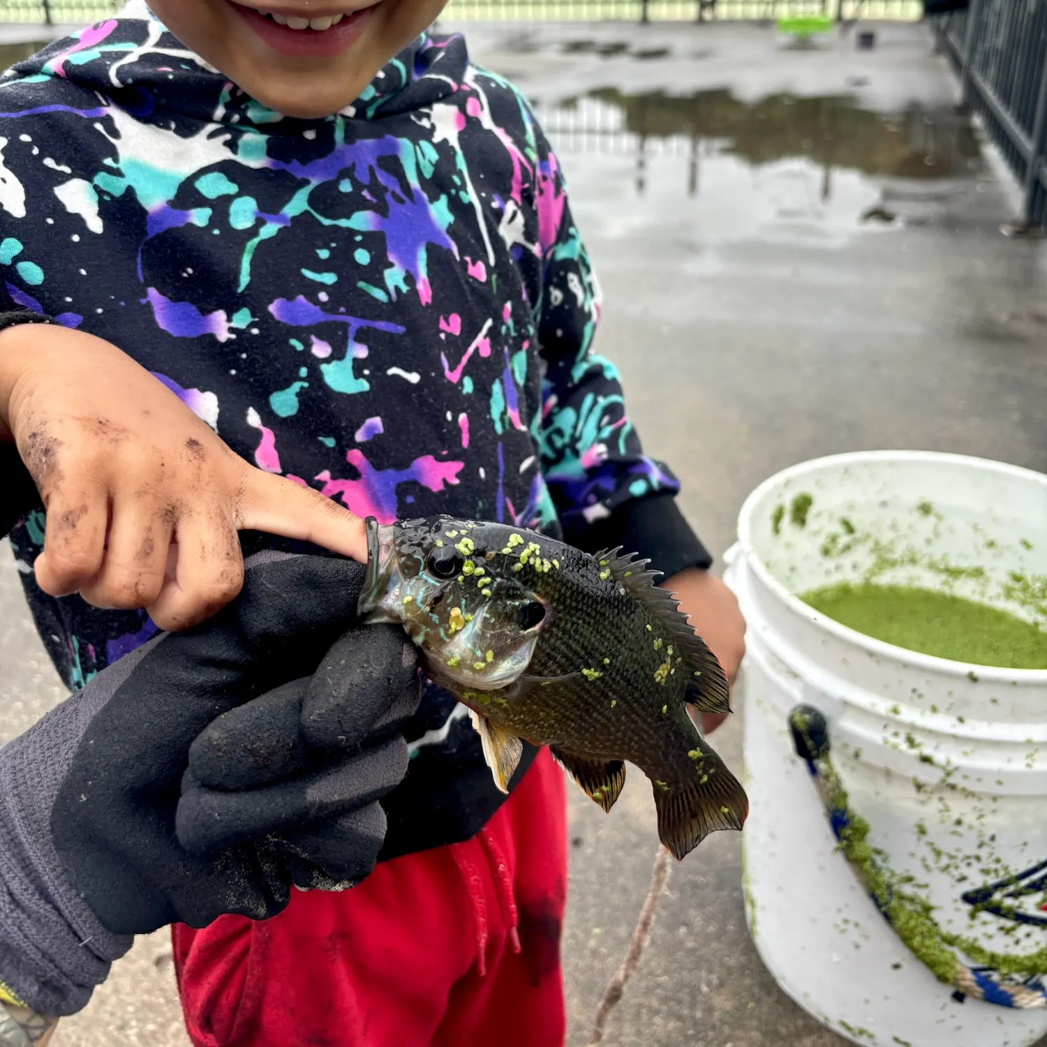 Green sunfish caught on Fishbrain