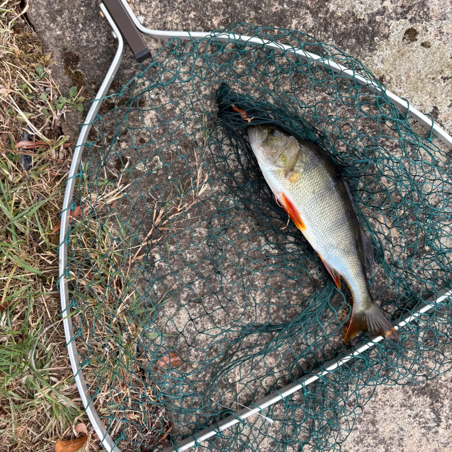 European perch caught on Fishbrain