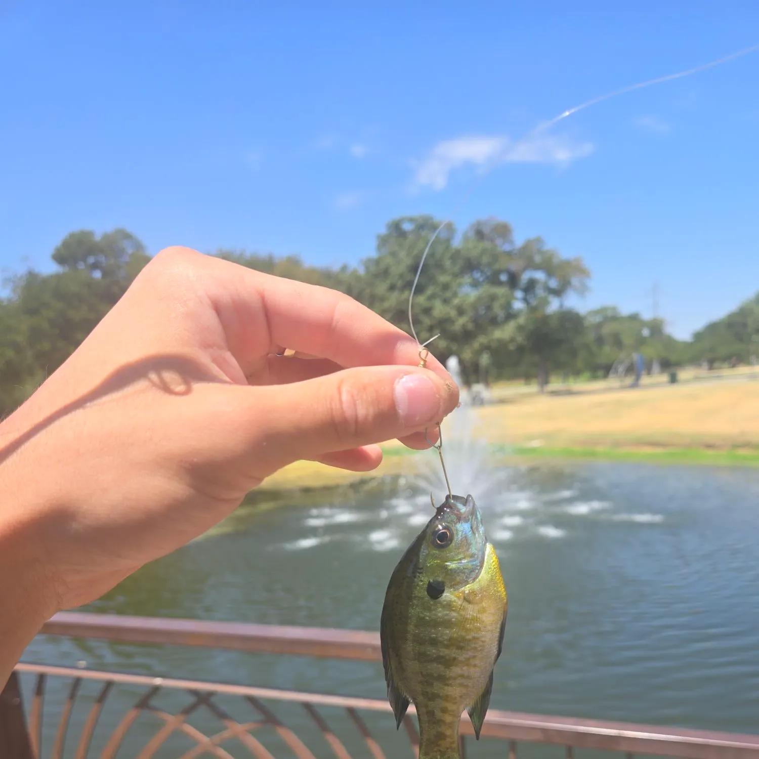 Bluegill caught on Fishbrain