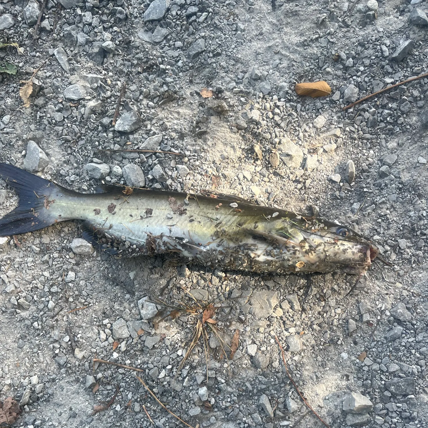 Channel catfish caught on Fishbrain