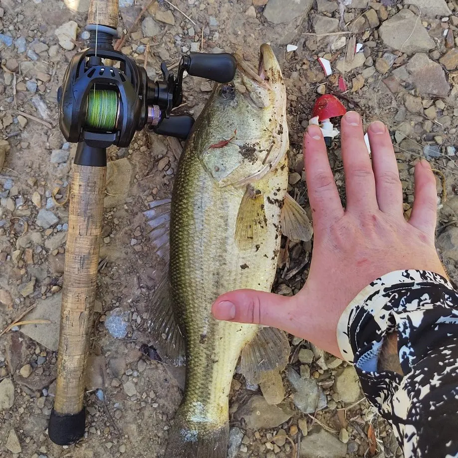 Largemouth bass caught on Fishbrain