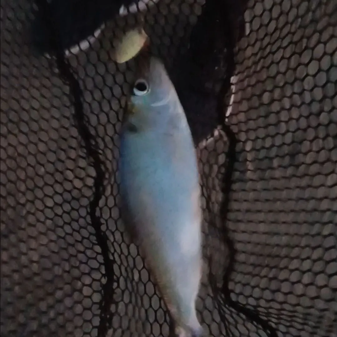American shad caught on Fishbrain