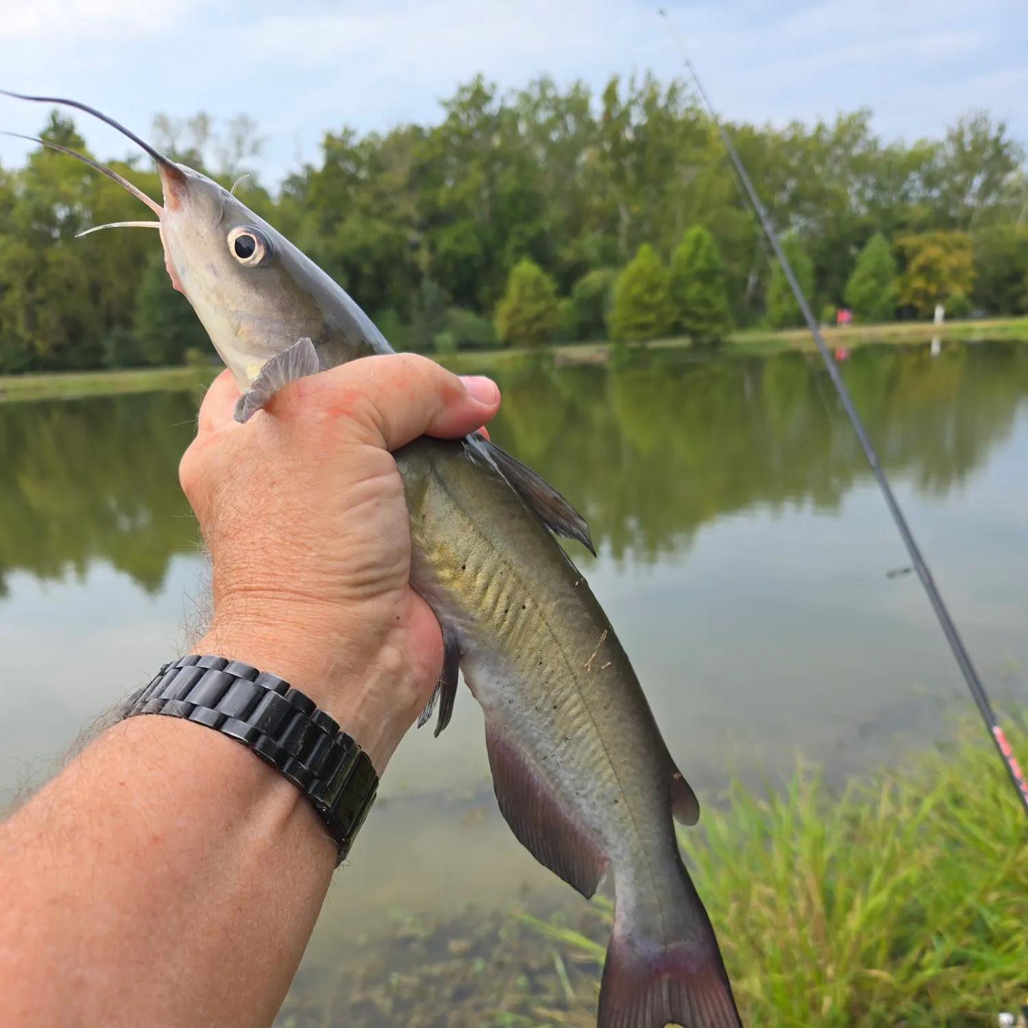 Channel catfish caught on Fishbrain