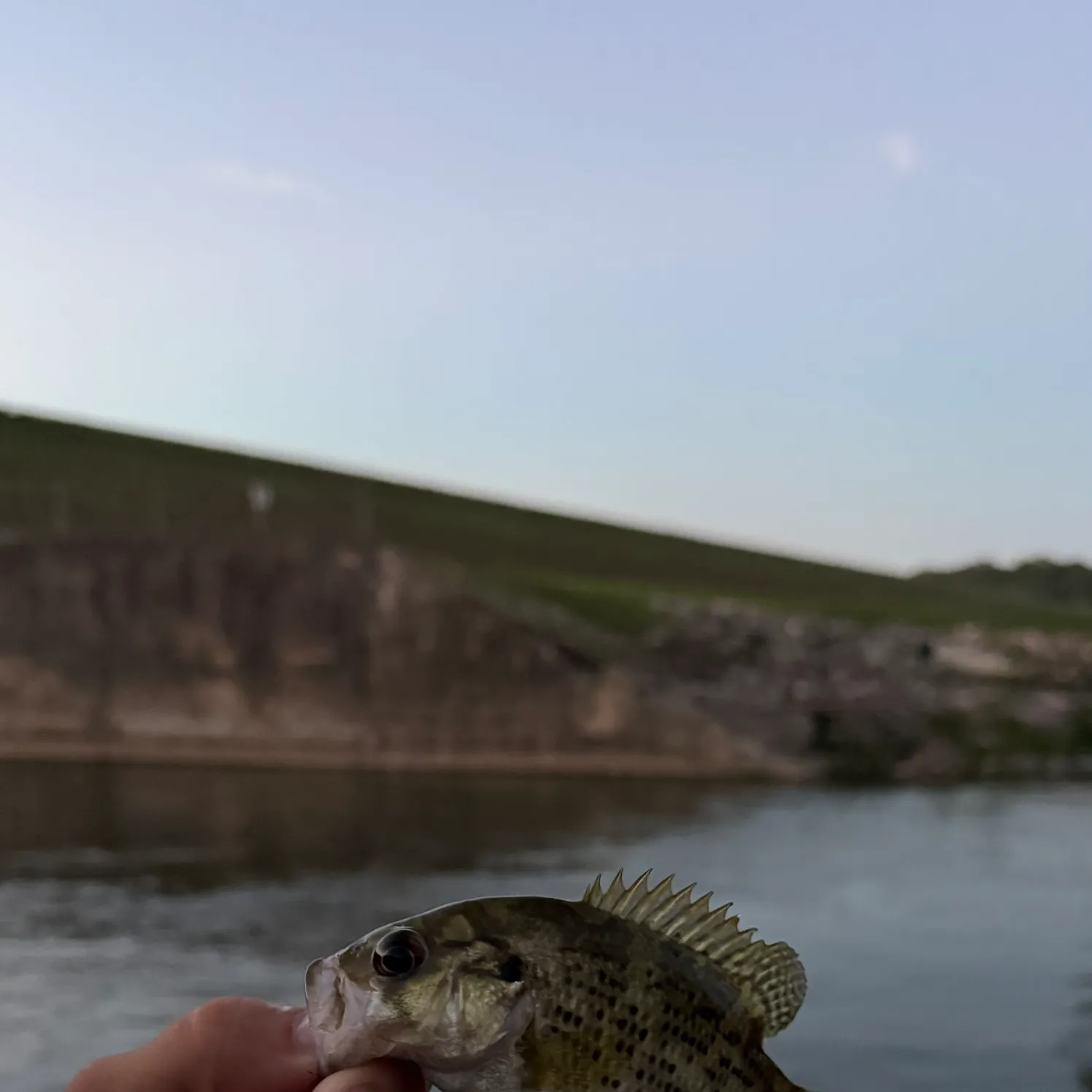 Rock bass caught on Fishbrain
