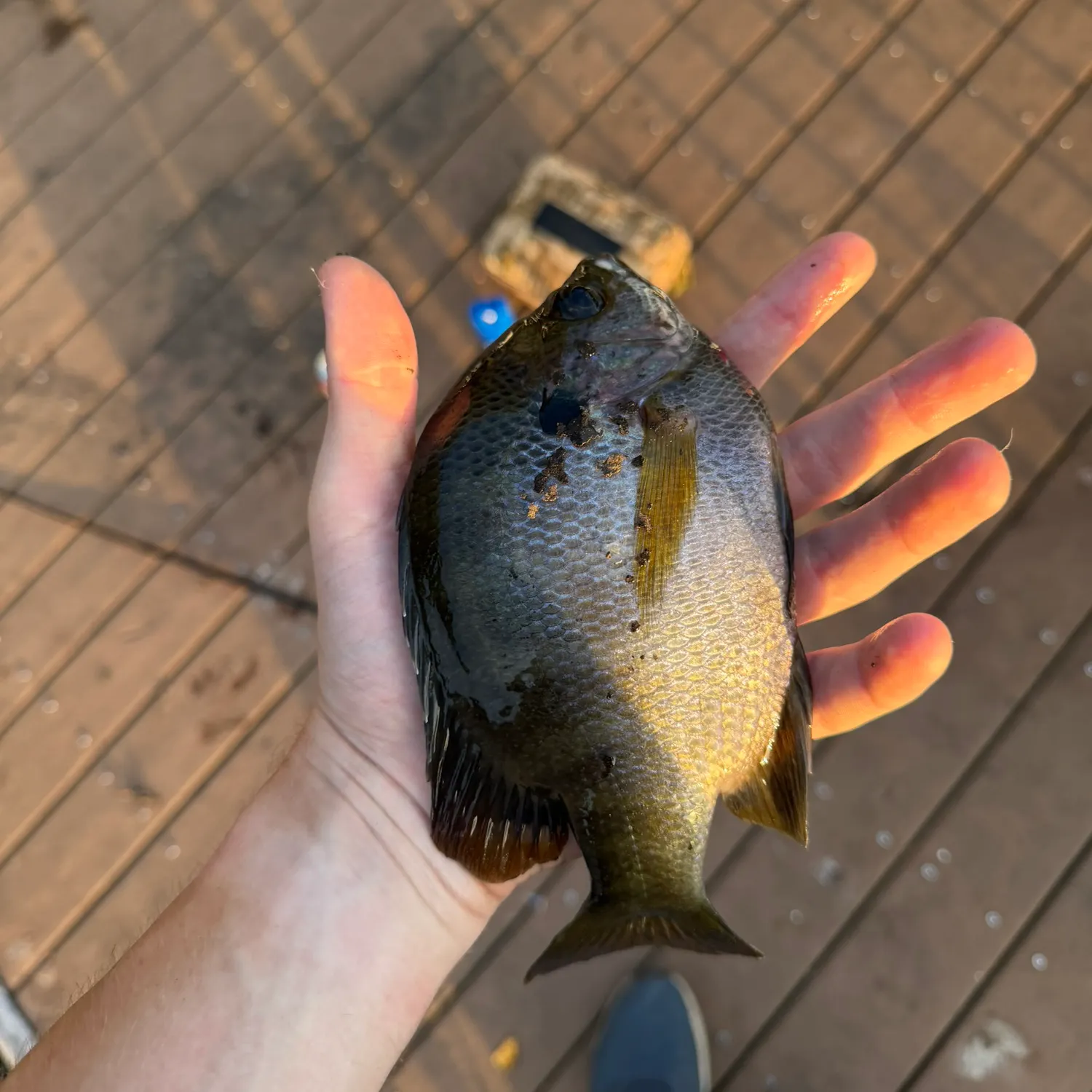 catch