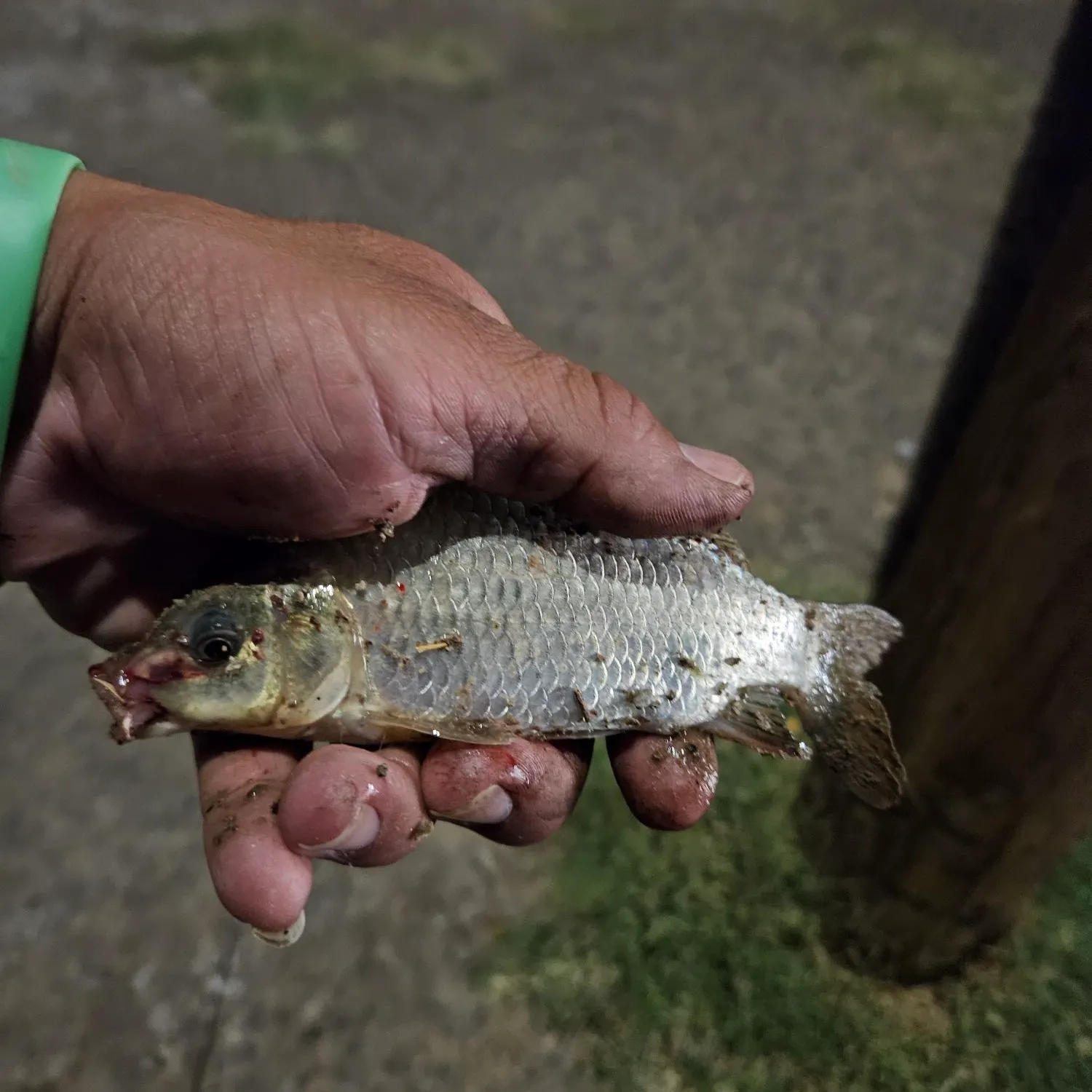 catch