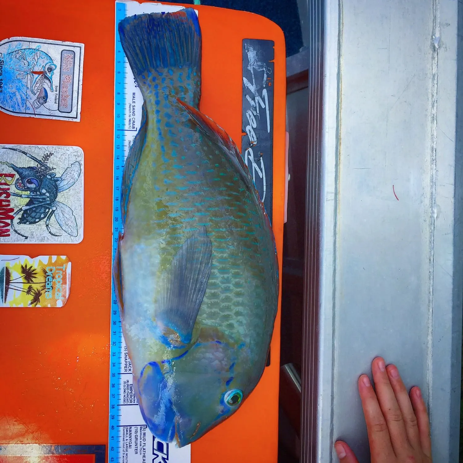 recently logged catches