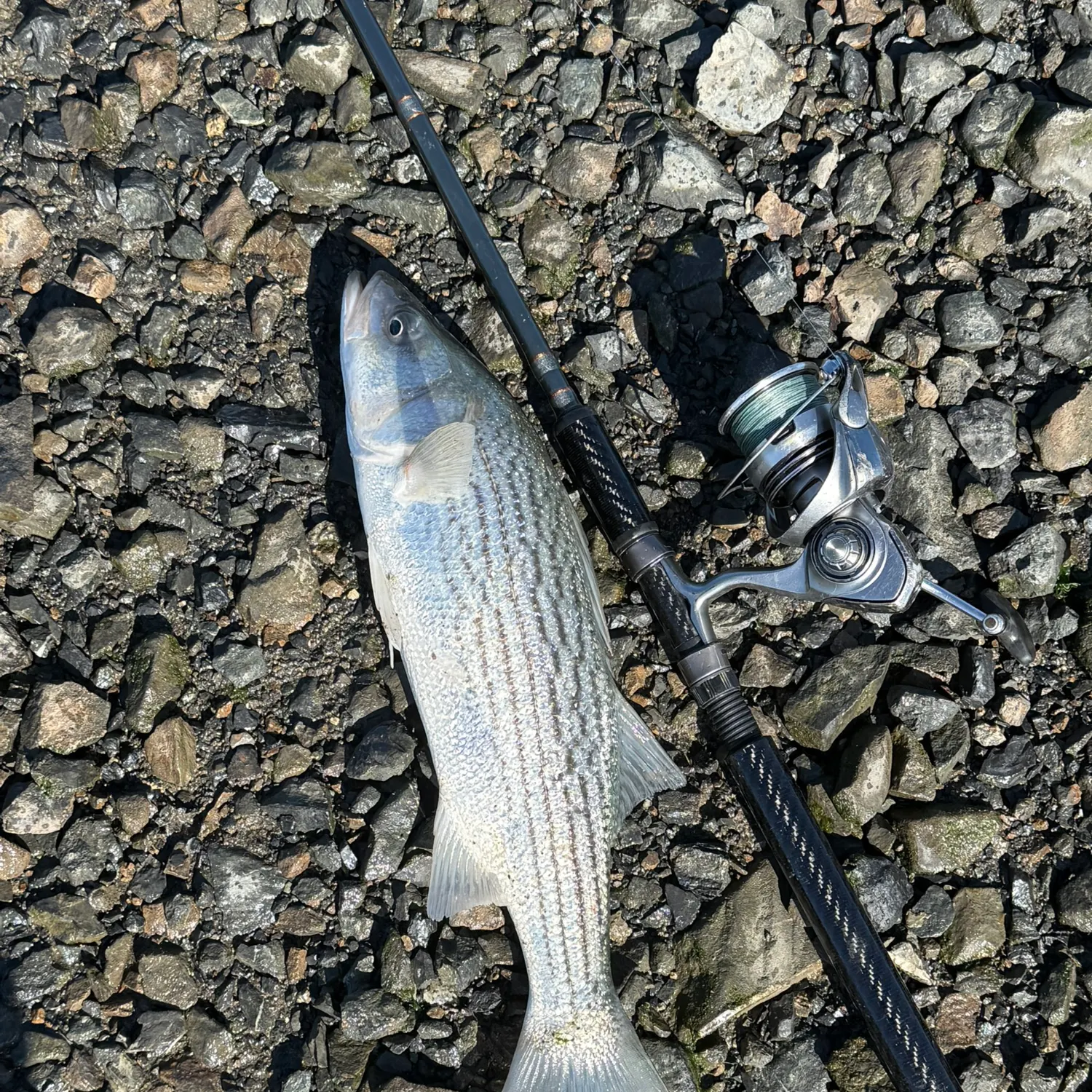 Striped bass caught on Fishbrain