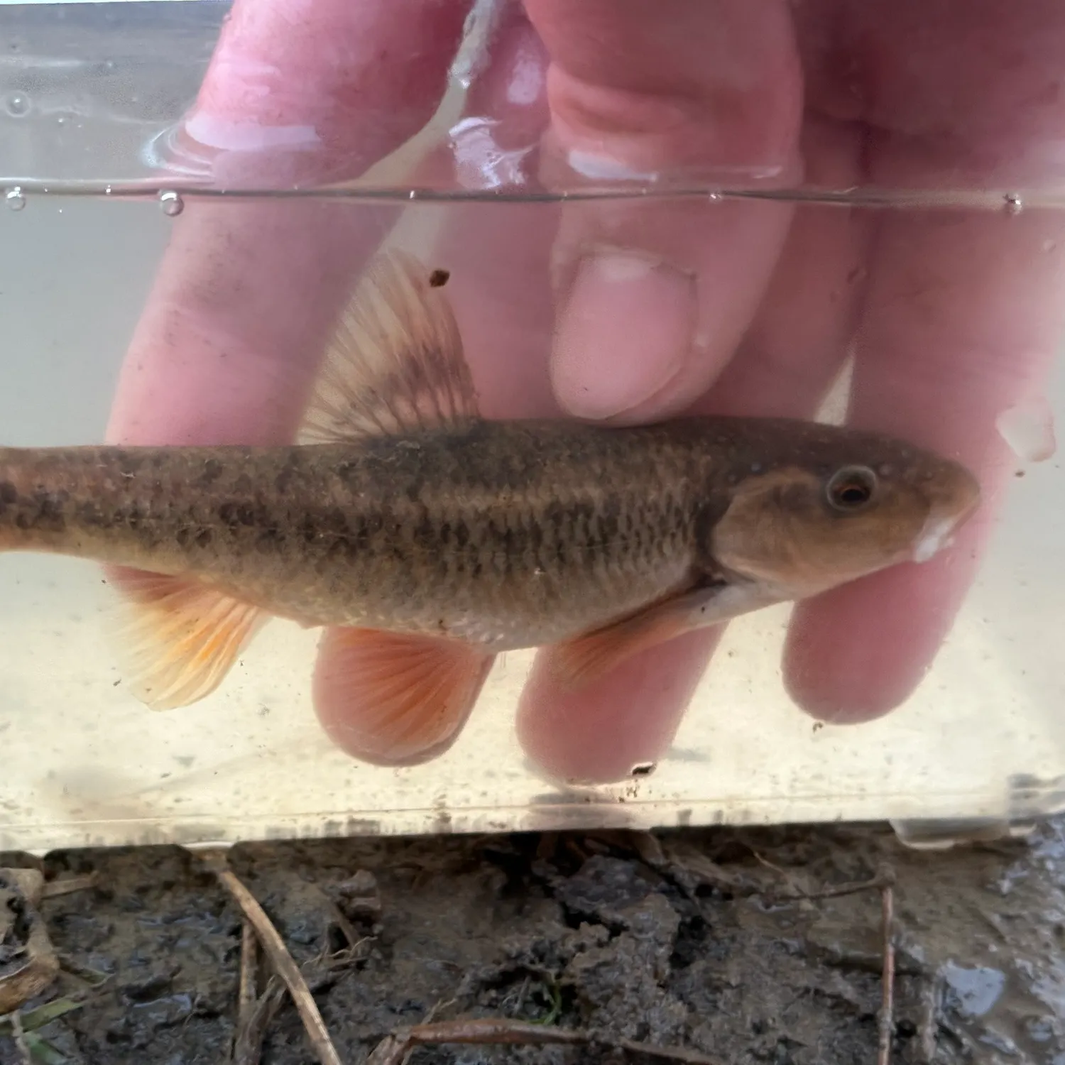 The most recent Central stoneroller catches on Fishbrain