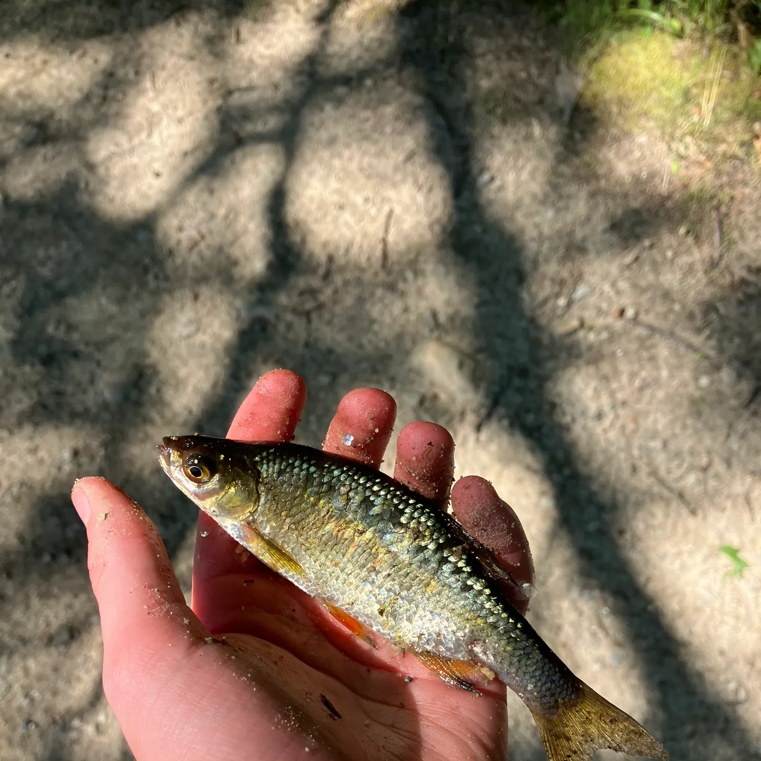 The most recent Golden shiner catches on Fishbrain