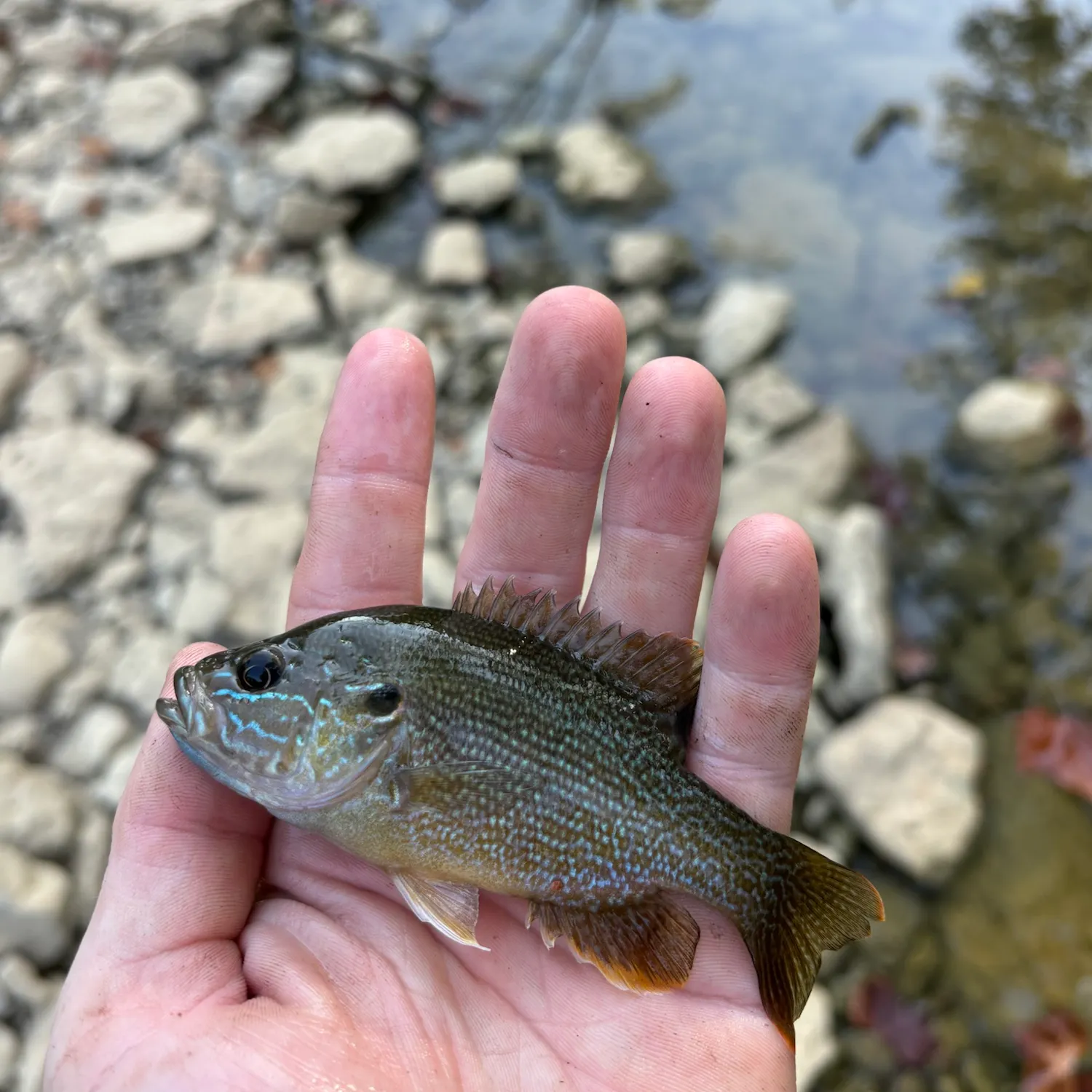 Green sunfish caught on Fishbrain