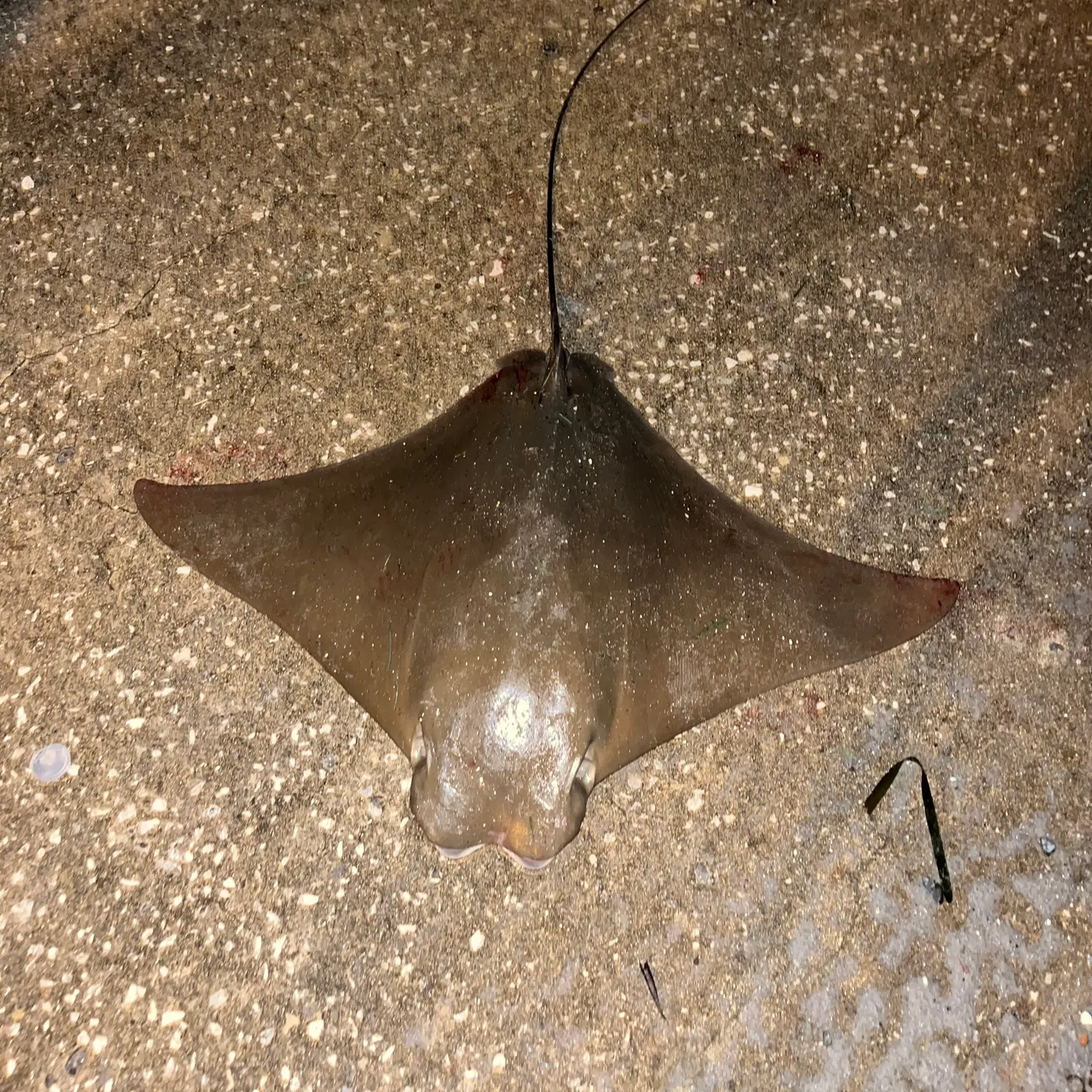 Cownose Ray caught on Fishbrain