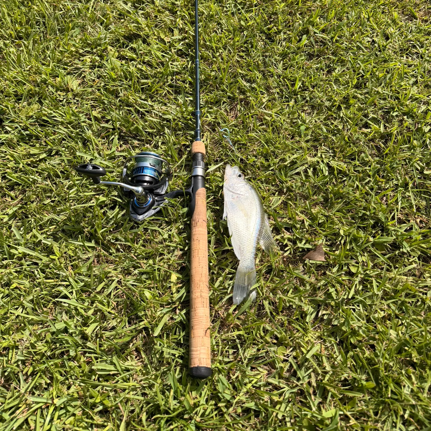 White crappie caught on Fishbrain