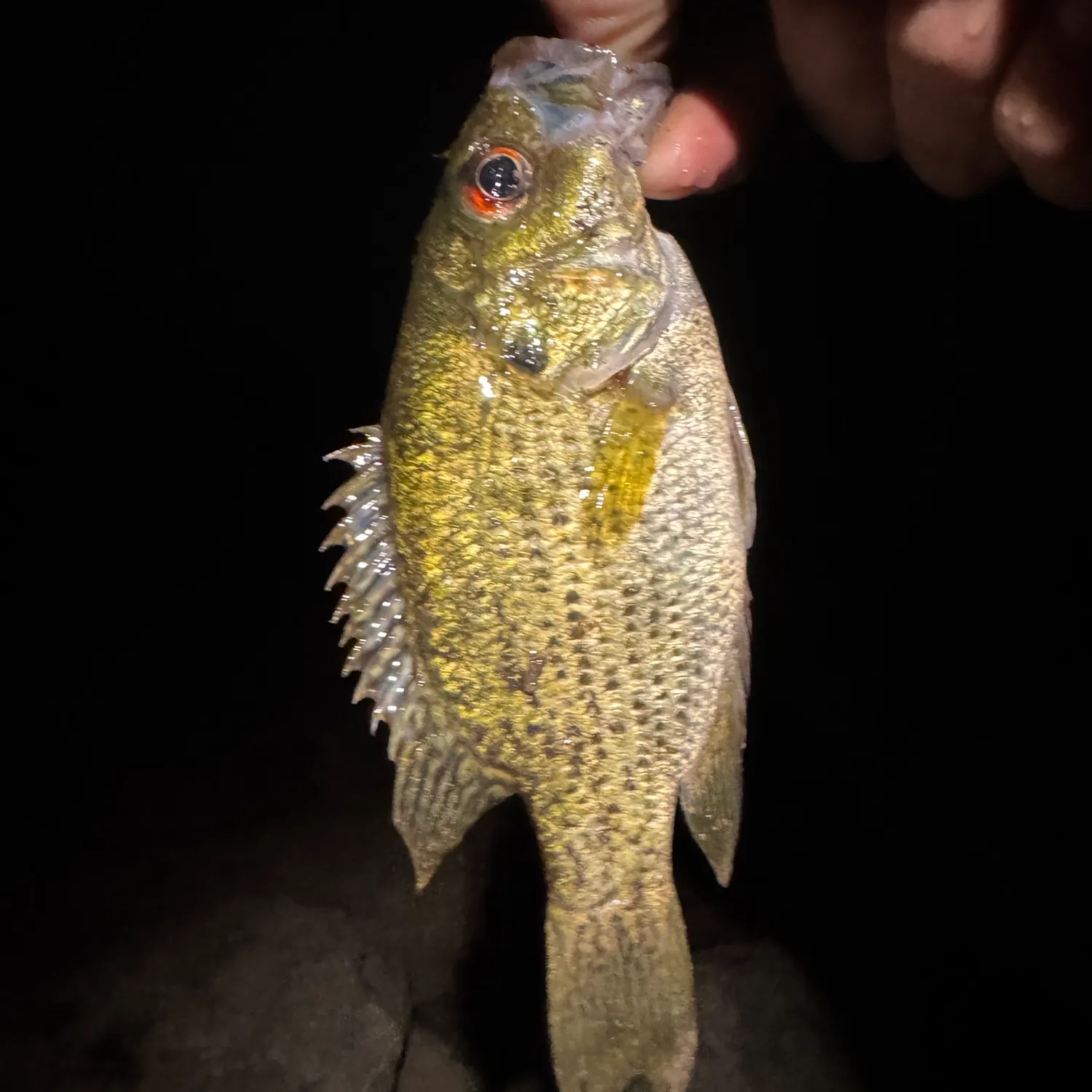 Rock bass caught on Fishbrain