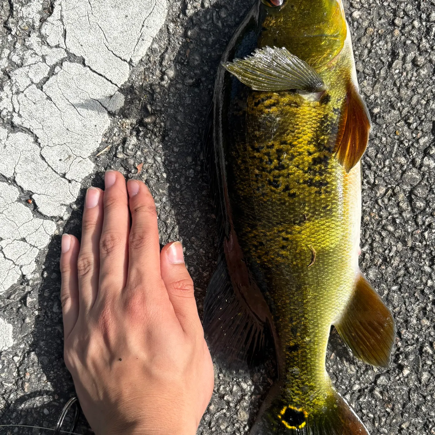 Butterfly peacock bass caught on Fishbrain