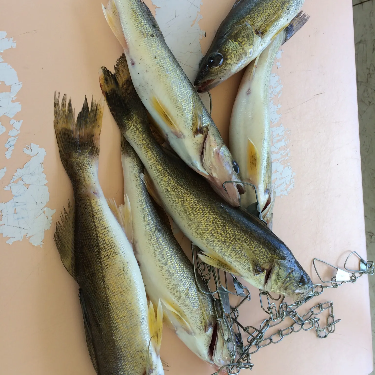 recently logged catches