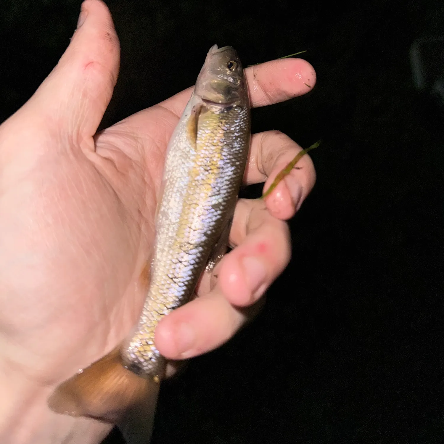 Creek chub caught on Fishbrain