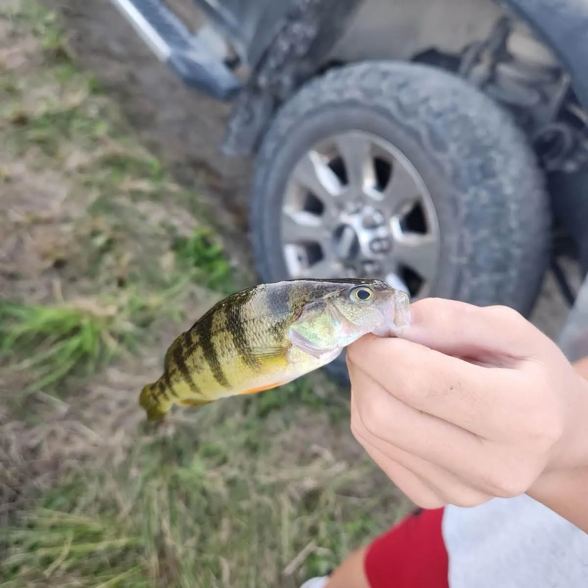 Yellow perch caught on Fishbrain