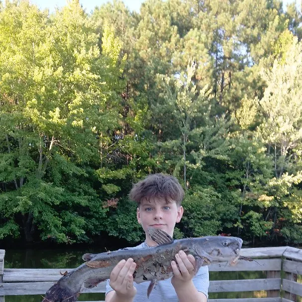 Channel catfish caught on Fishbrain