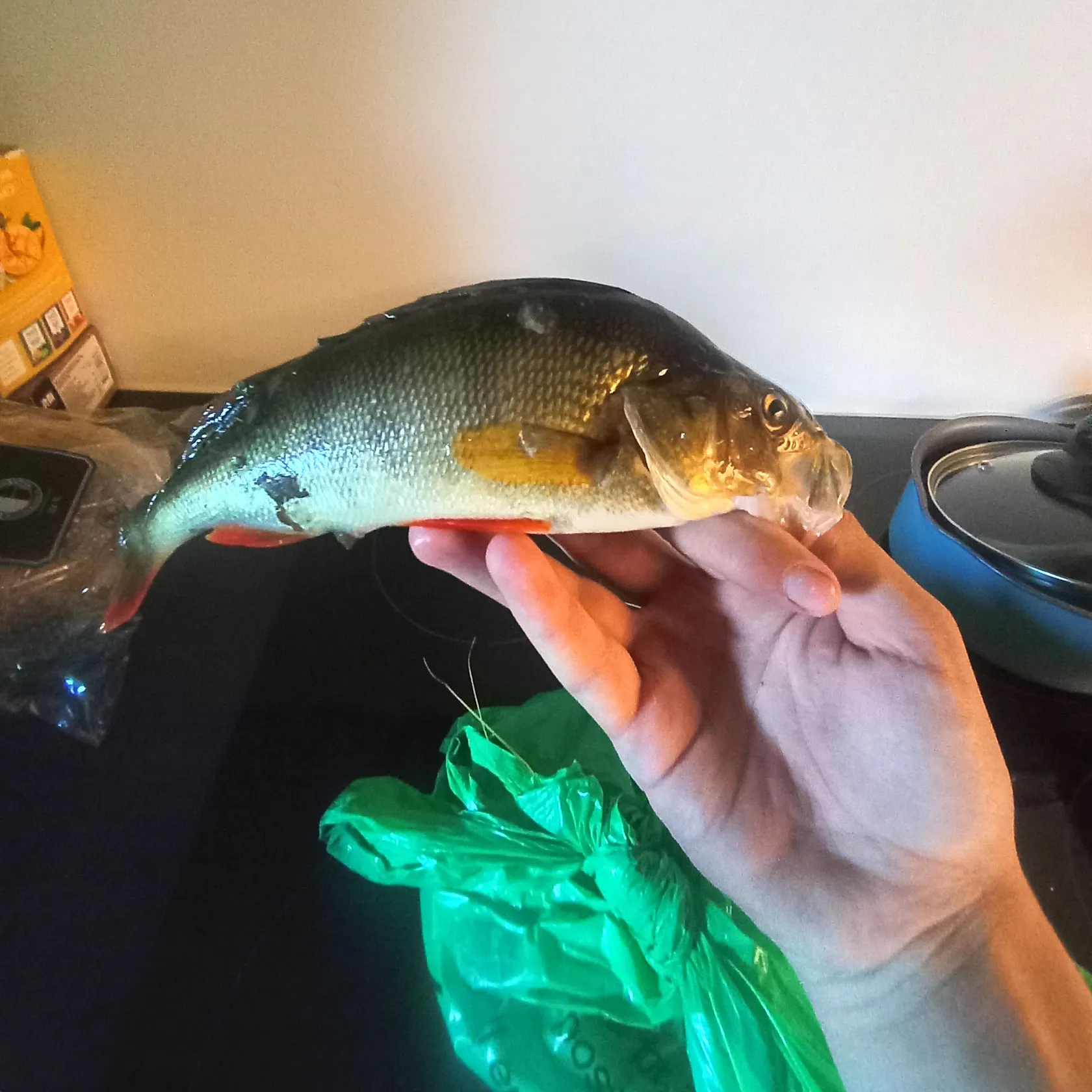 European perch caught on Fishbrain