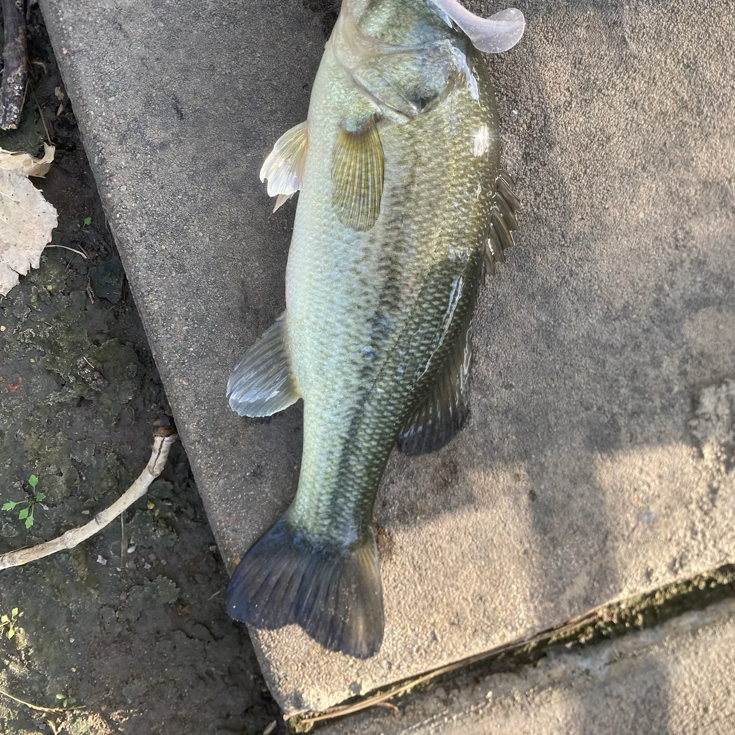 Largemouth bass caught on Fishbrain