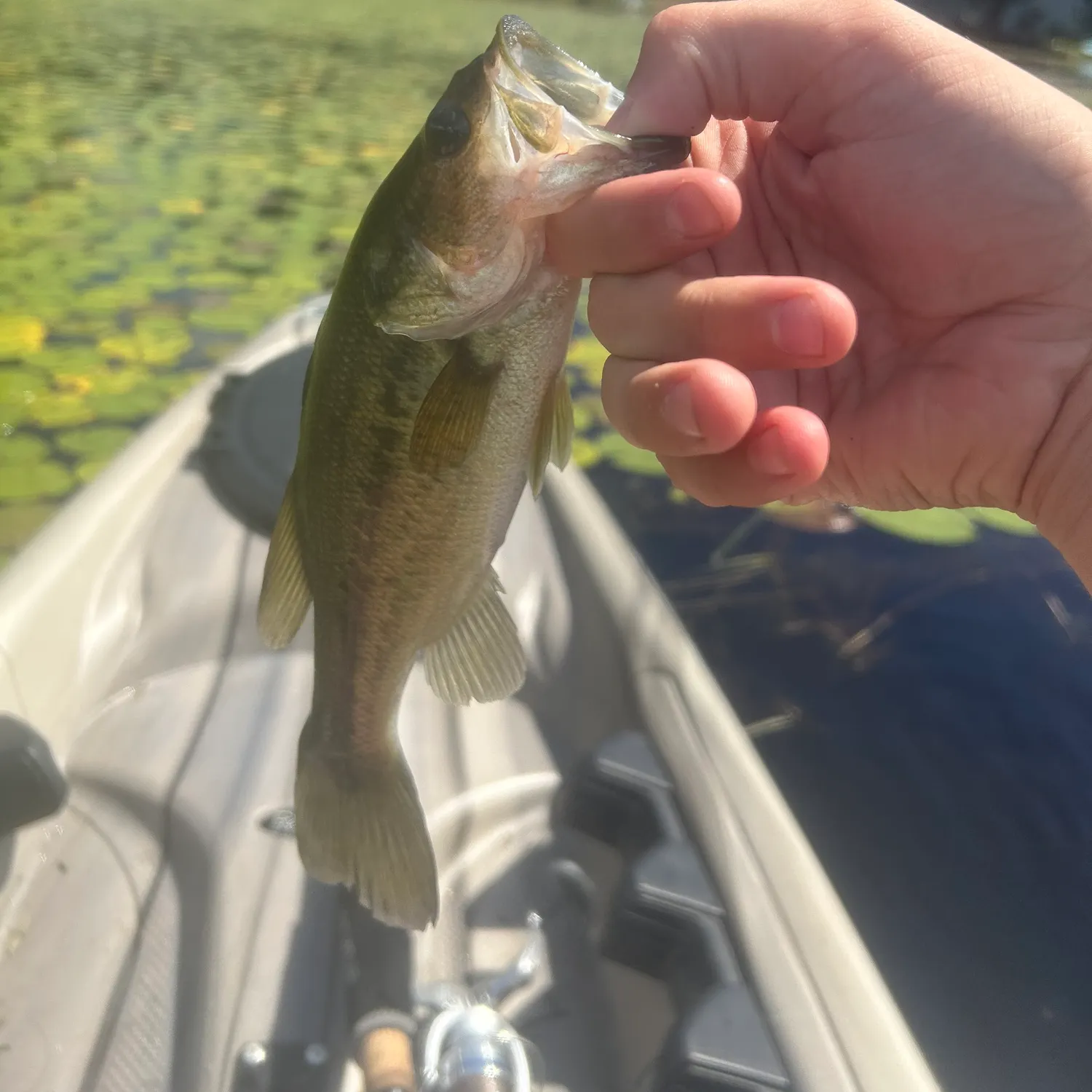 Largemouth bass caught on Fishbrain