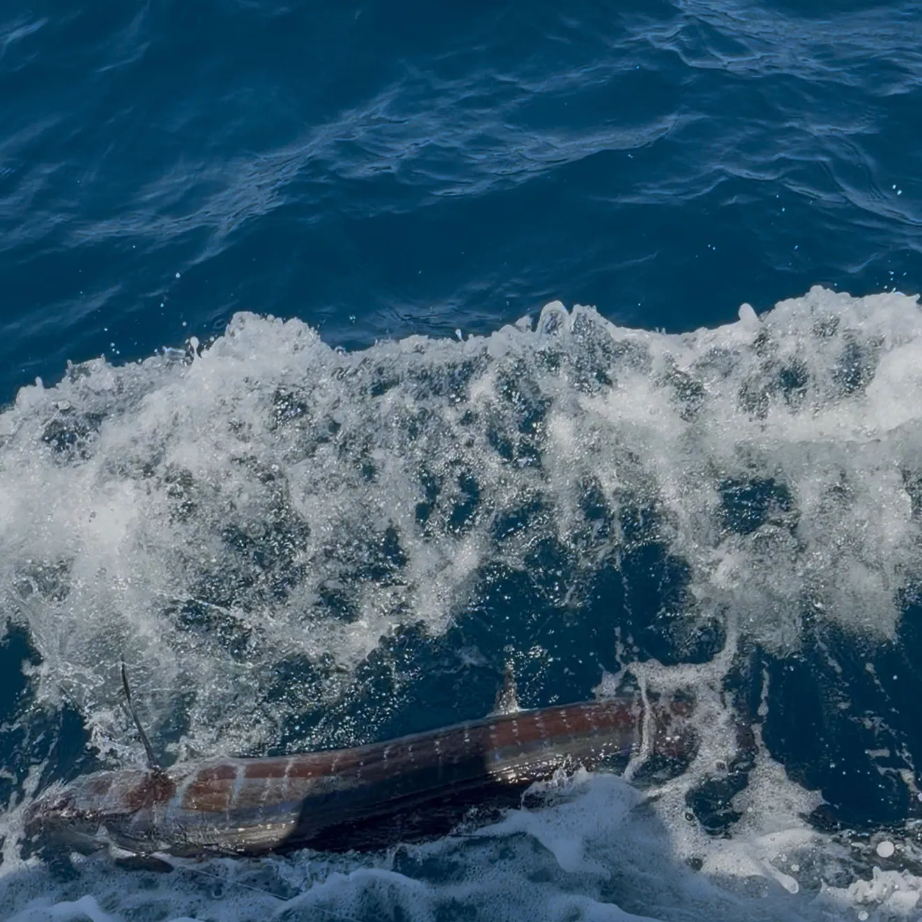 Atlantic sailfish caught on Fishbrain