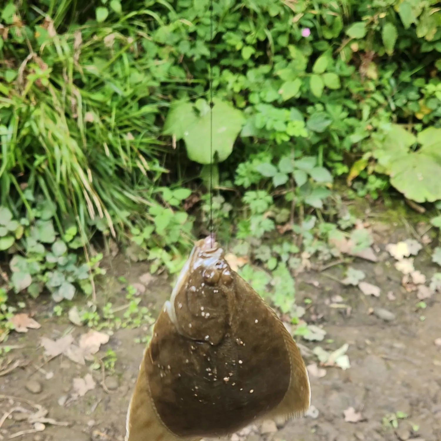 European flounder caught on Fishbrain