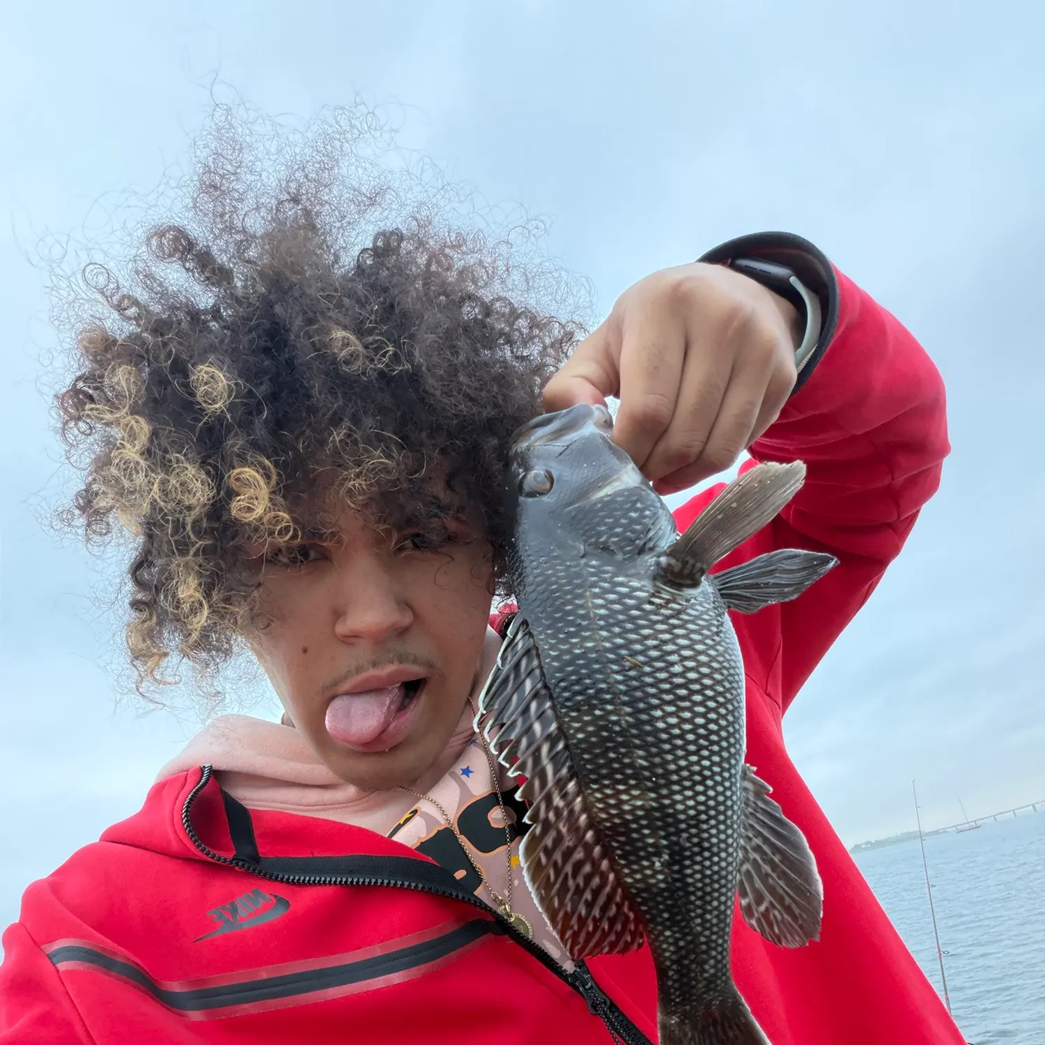 The most recent Black sea bass catches on Fishbrain