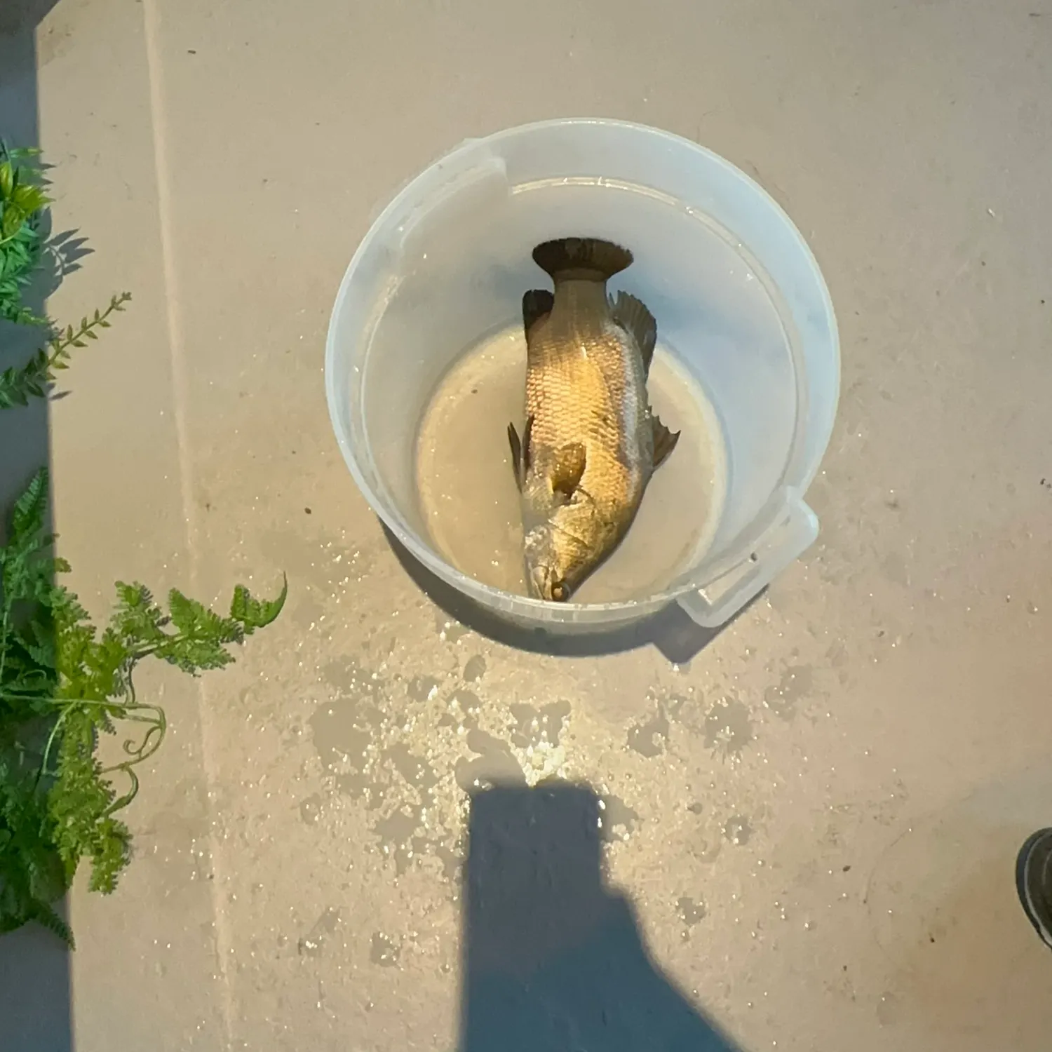 The most recent Barramundi catches on Fishbrain