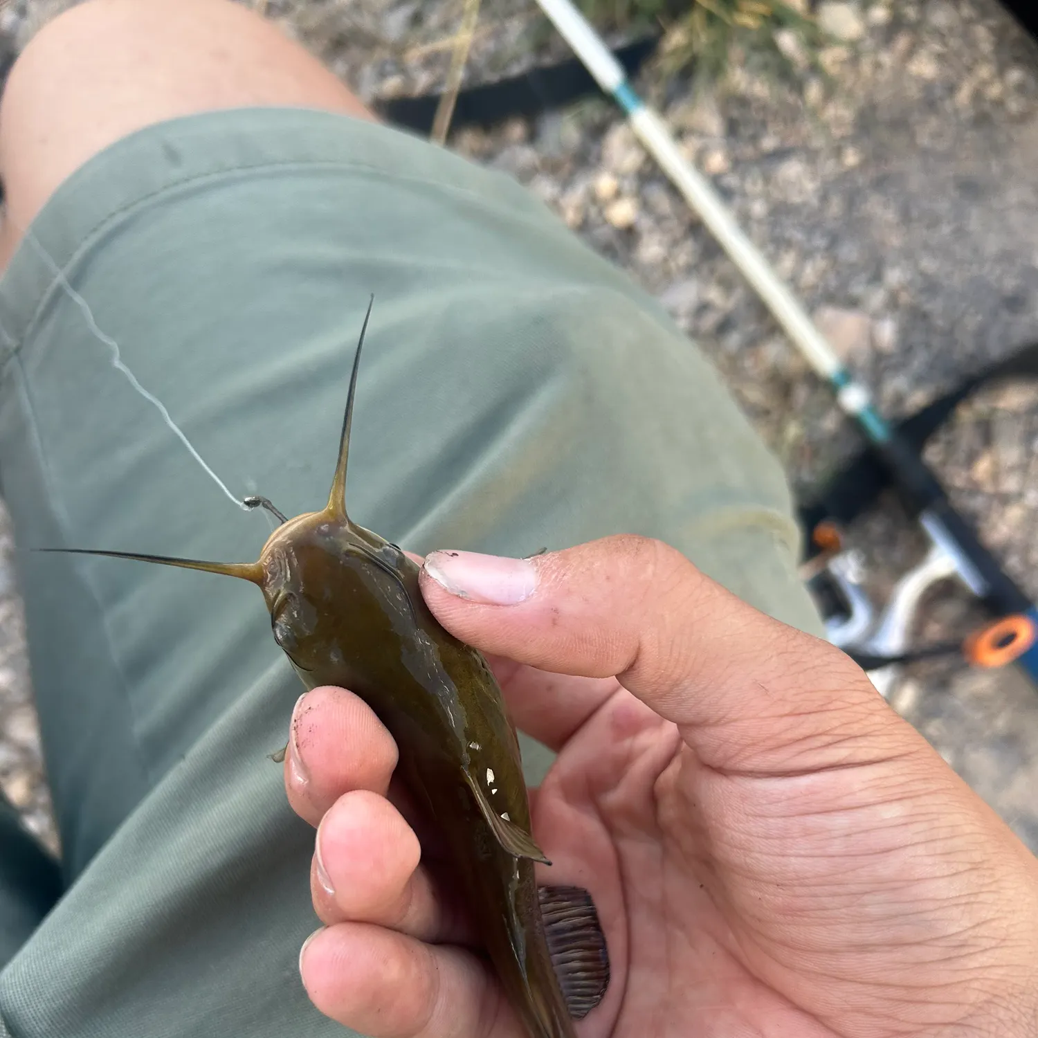 Yellow bullhead caught on Fishbrain