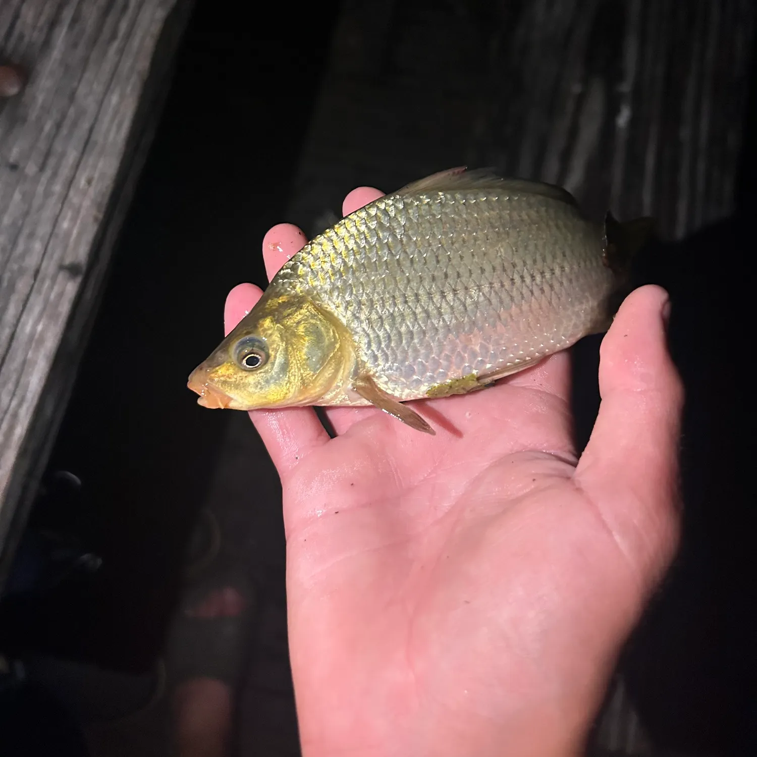 Crucian carp caught on Fishbrain