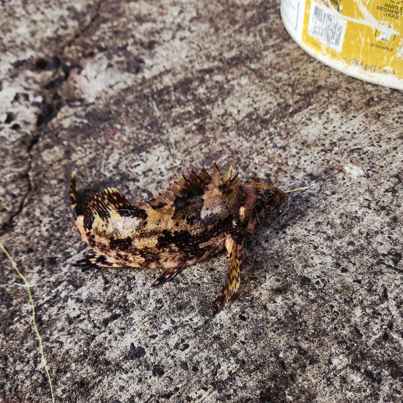 The most recent Eastern kelpfish catches on Fishbrain