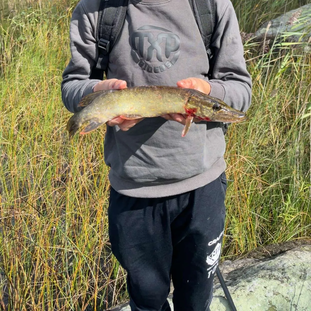 Northern pike caught on Fishbrain