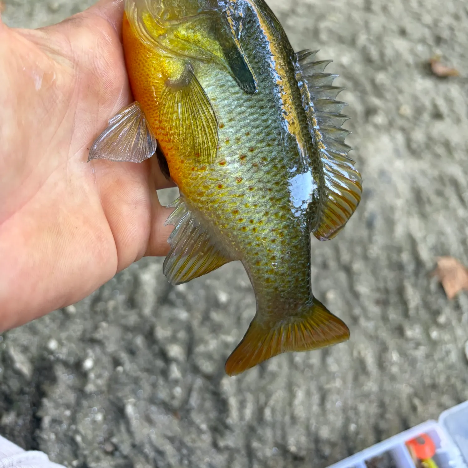 Redbreast sunfish caught on Fishbrain
