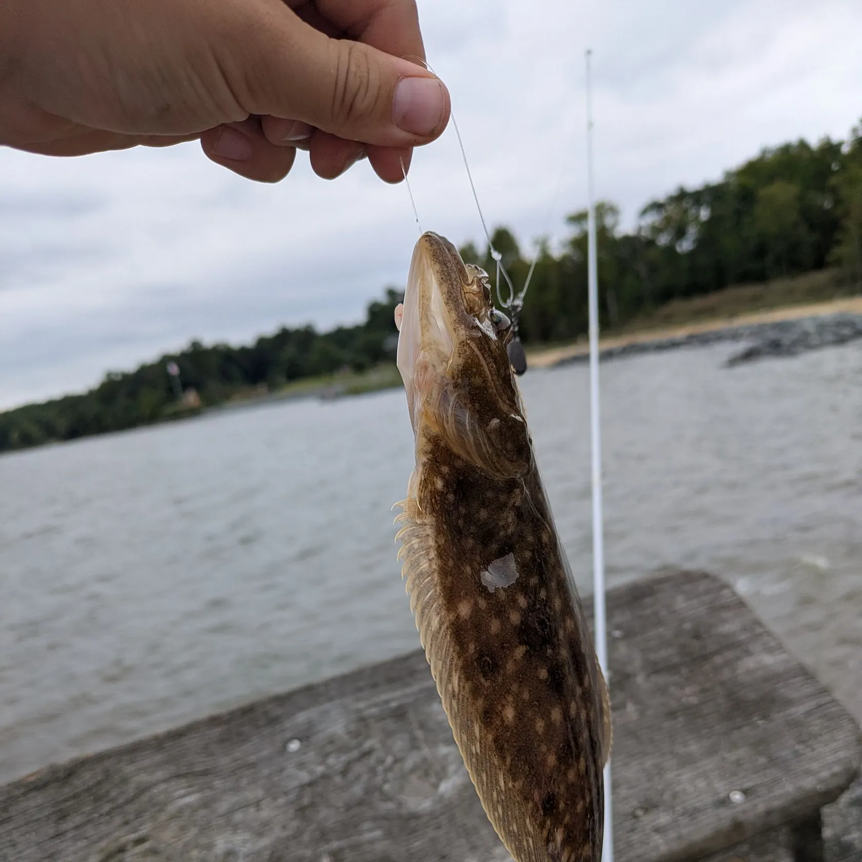 Summer flounder caught on Fishbrain