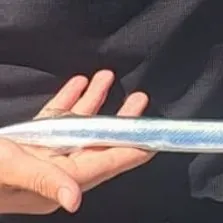 The most recent European garfish catches on Fishbrain