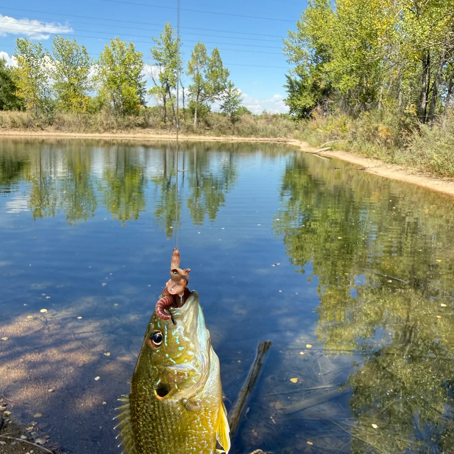 Green sunfish caught on Fishbrain